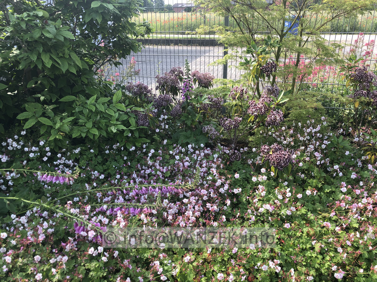 Kalmia latifolia Mitternacht + passende Toene 002.JPG